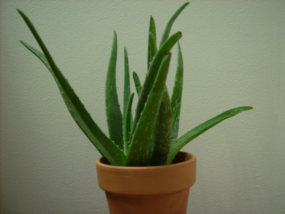 Aloe vera growing in a terracotta pot