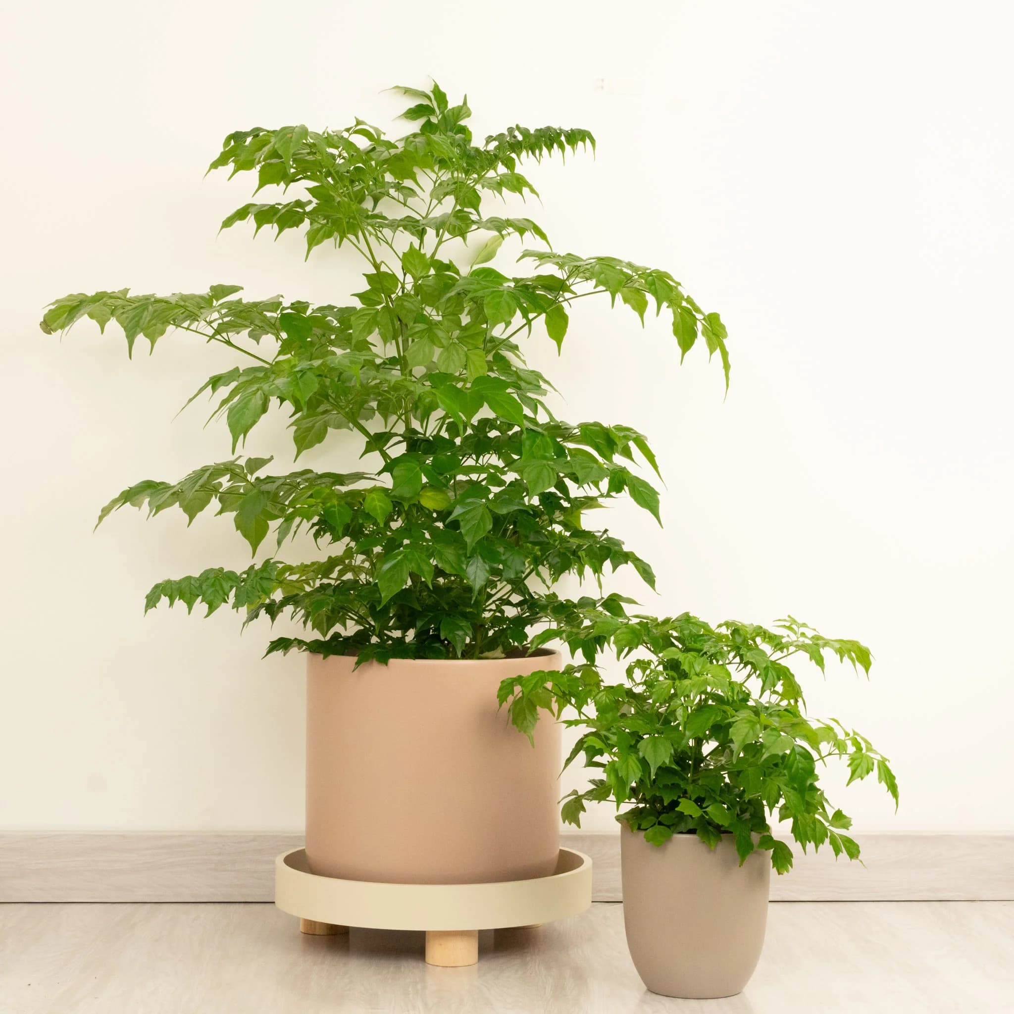 China Doll Plant delicate foliage for bright interiors