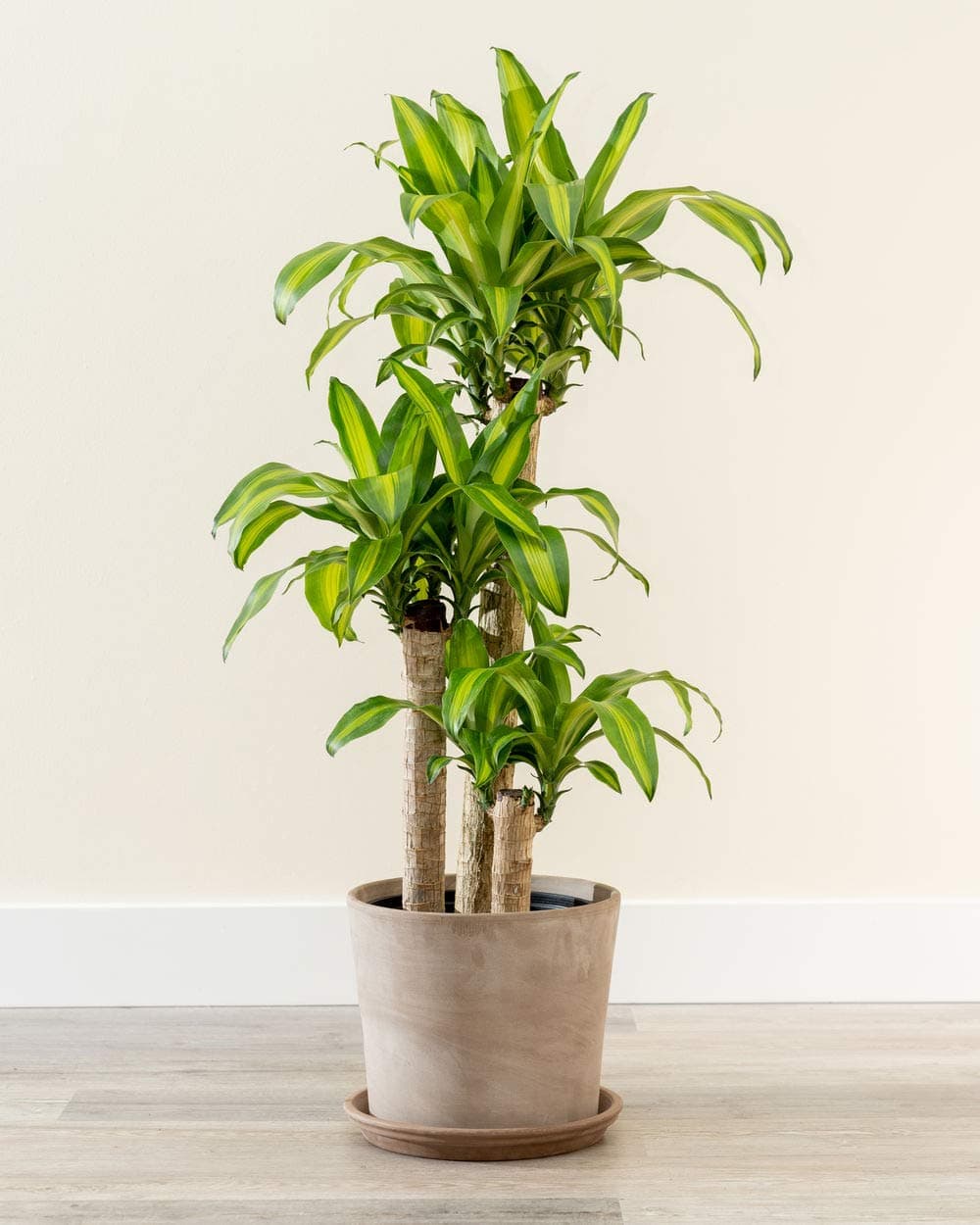 Dracaena upright indoor plant for contemporary offices