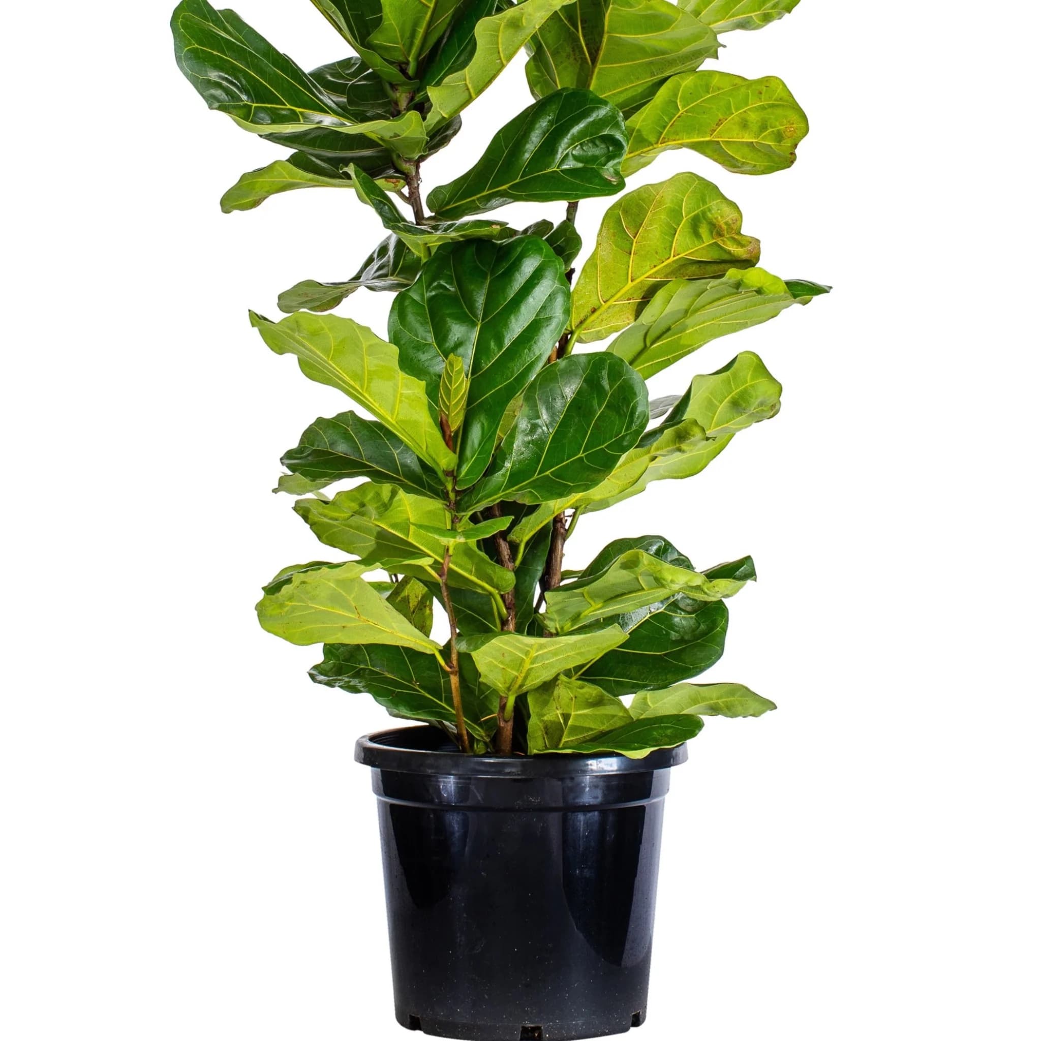 Fiddle Leaf Fig statement plant for bright living rooms
