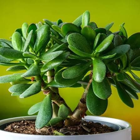 Jade Plant compact succulent for sunny windowsills