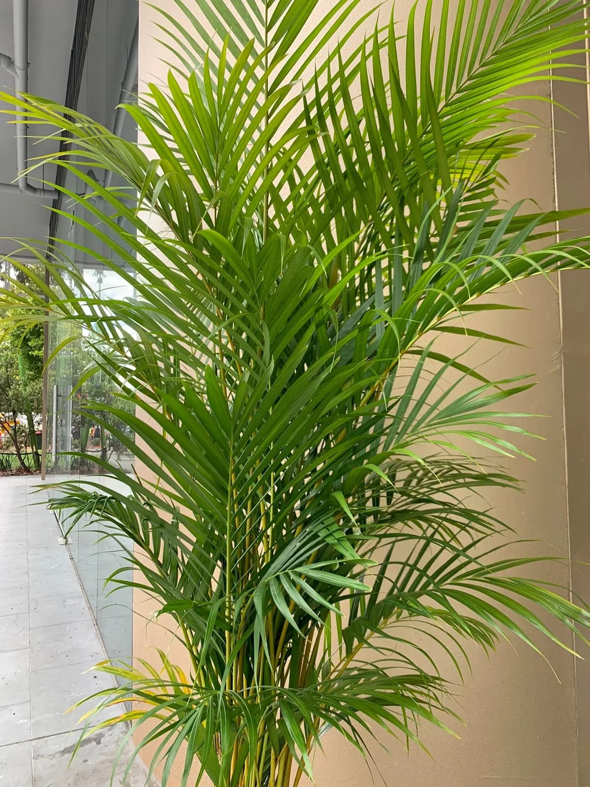 Areca palm with feathery green fronds