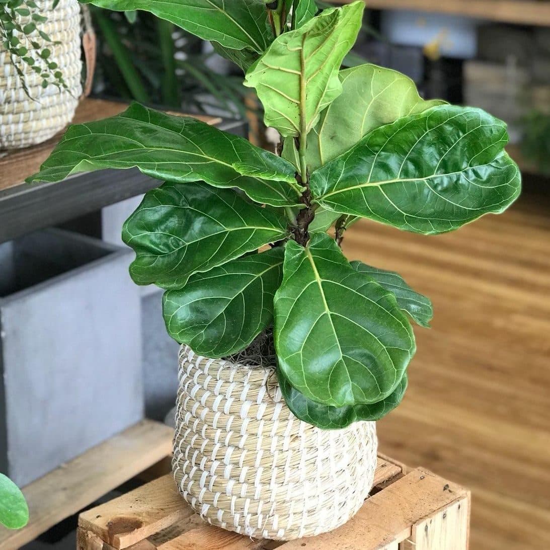 Fiddle leaf fig with large sculptural leaves in a woven basket