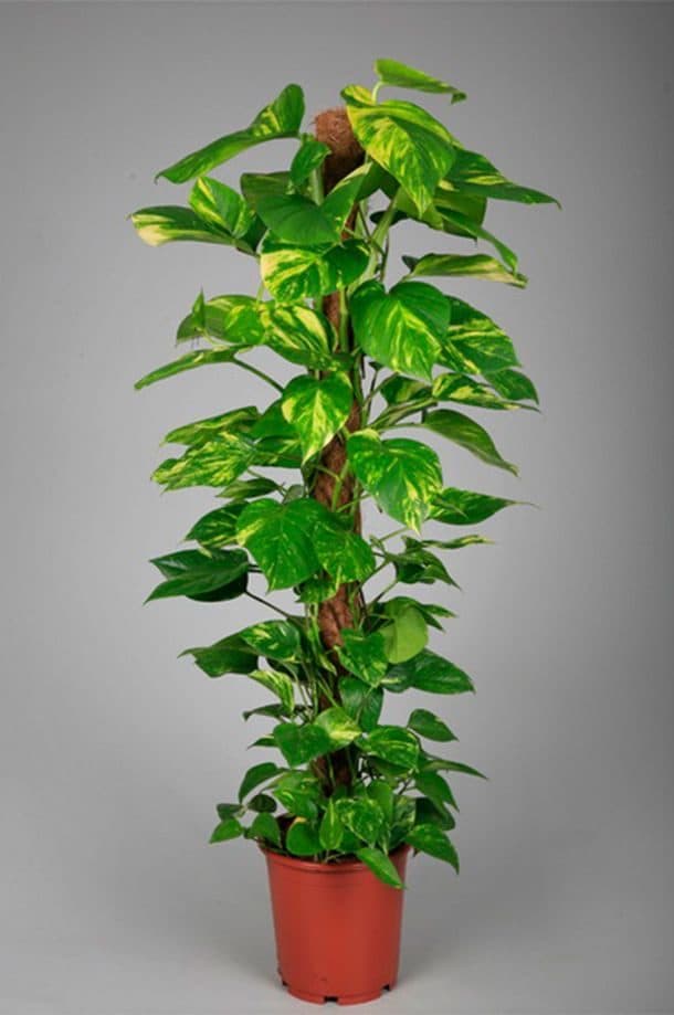 Money plant trained up a moss pole in a nursery pot