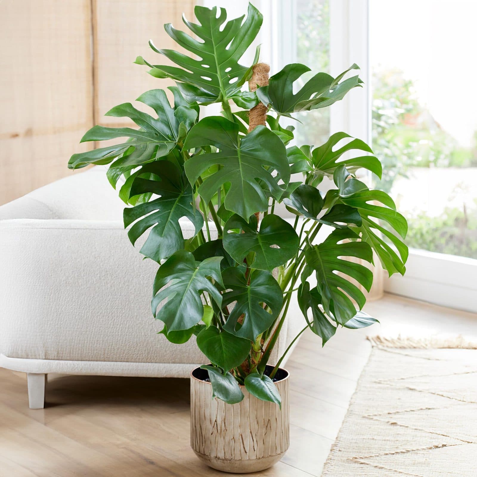 Monstera deliciosa in a decorative pot beside a sofa
