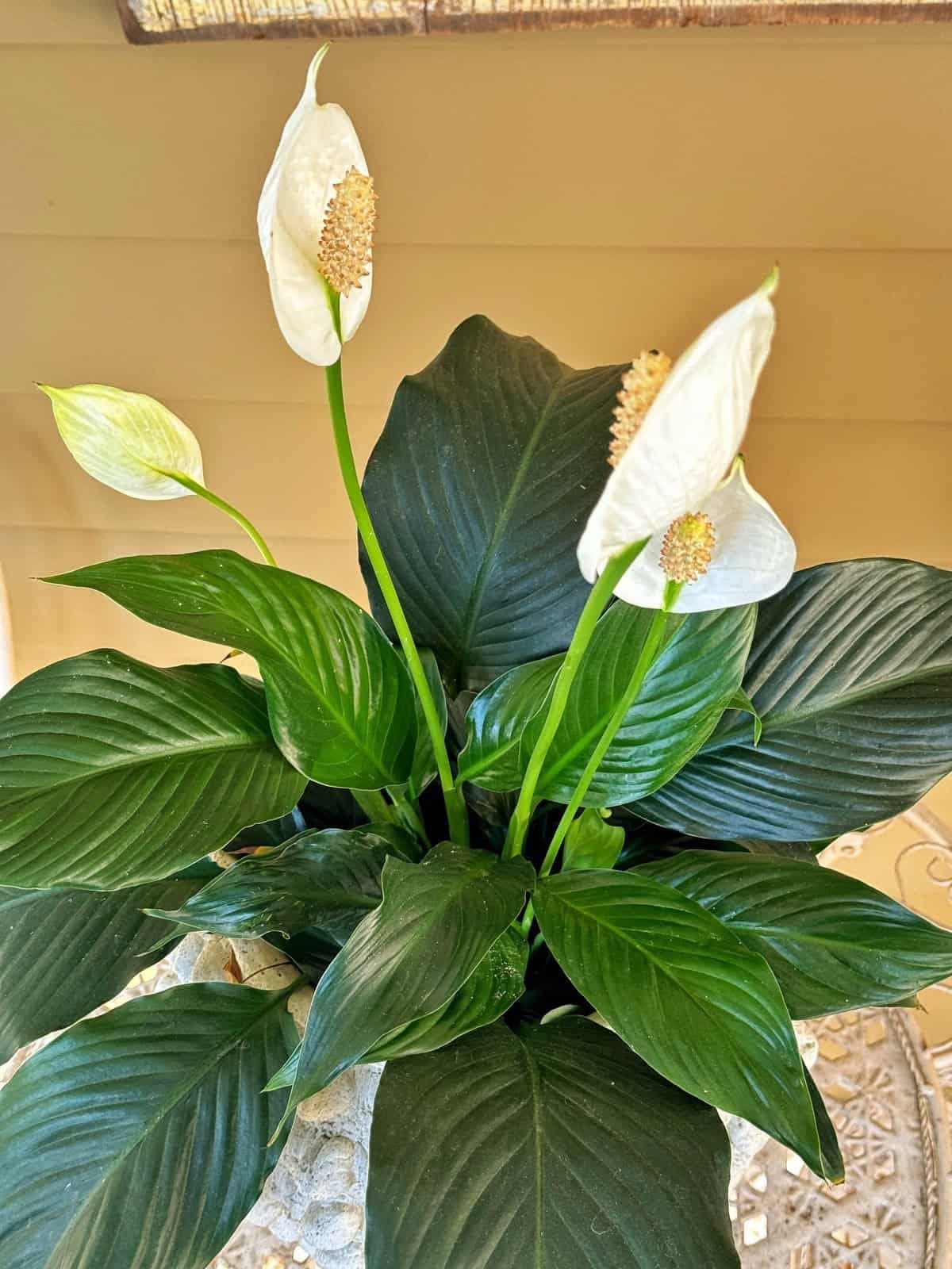 Peace lily with deep green leaves and white blooms