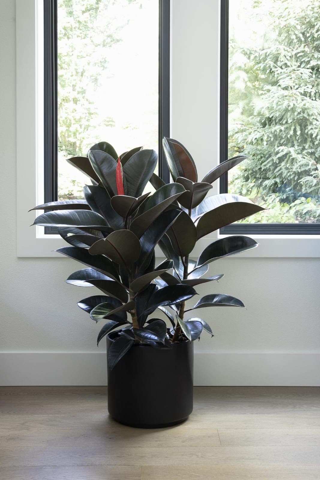 Rubber plant with large glossy leaves in a floor pot