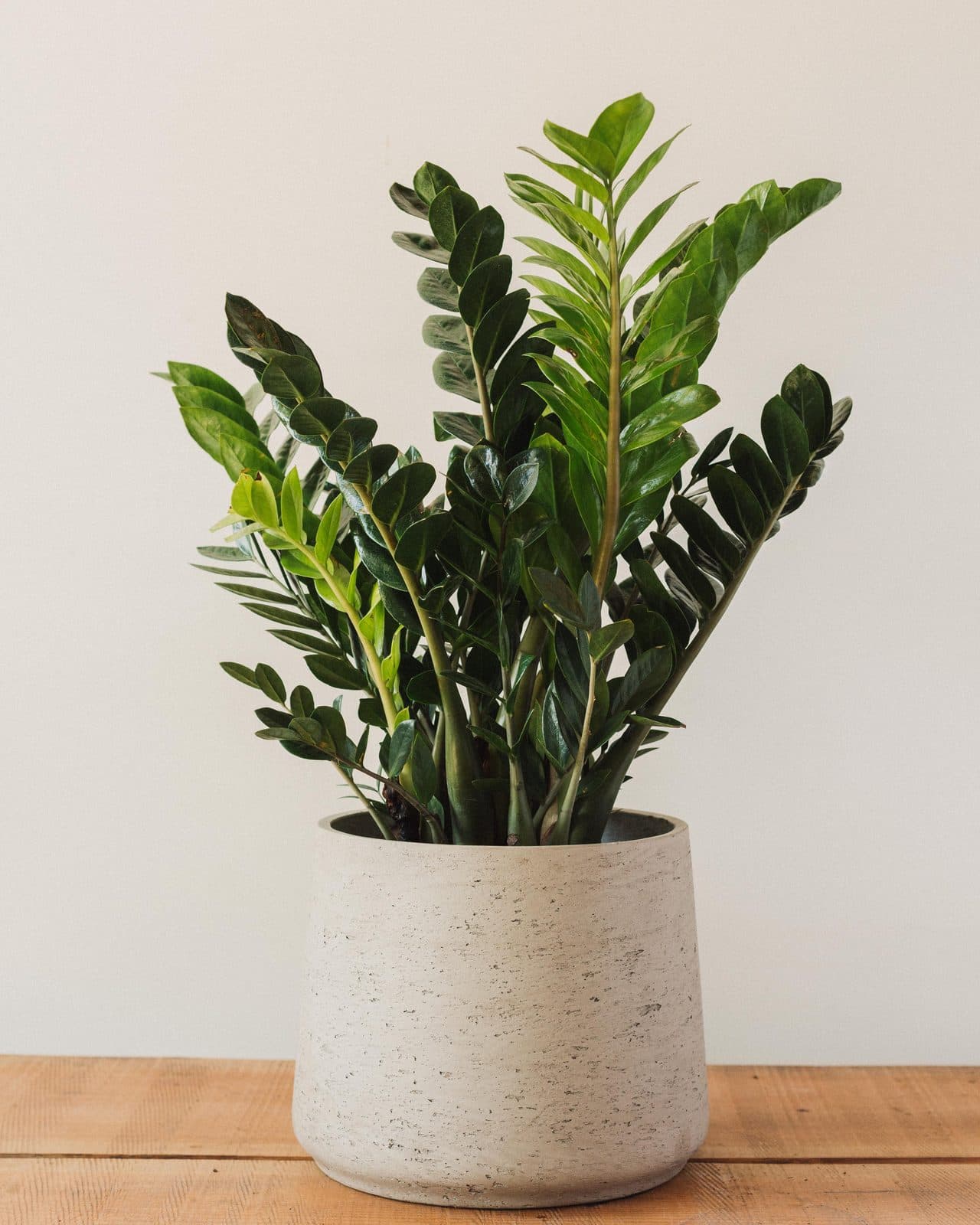 ZZ plant with glossy leaves in a textured pot