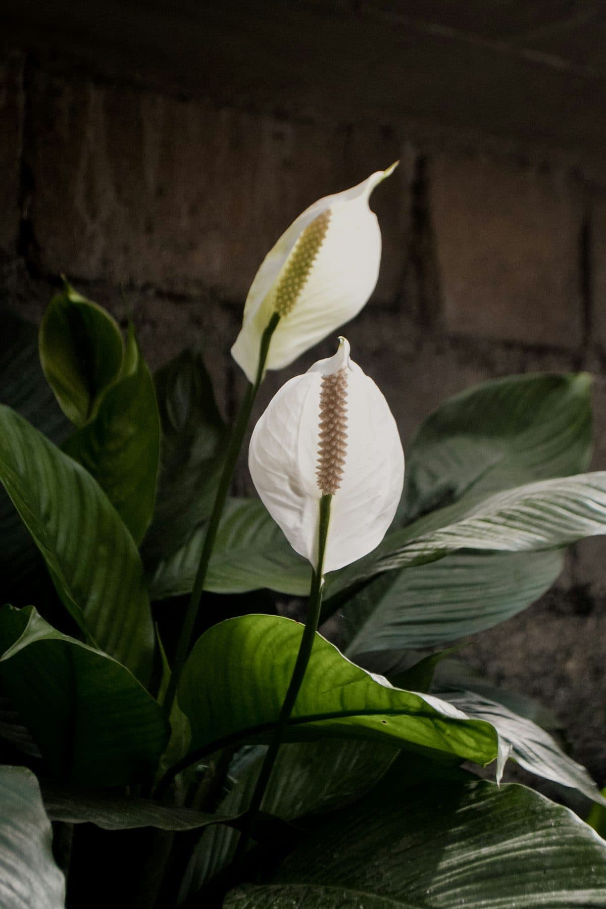 Peace lily with white flowers and broad green leaves