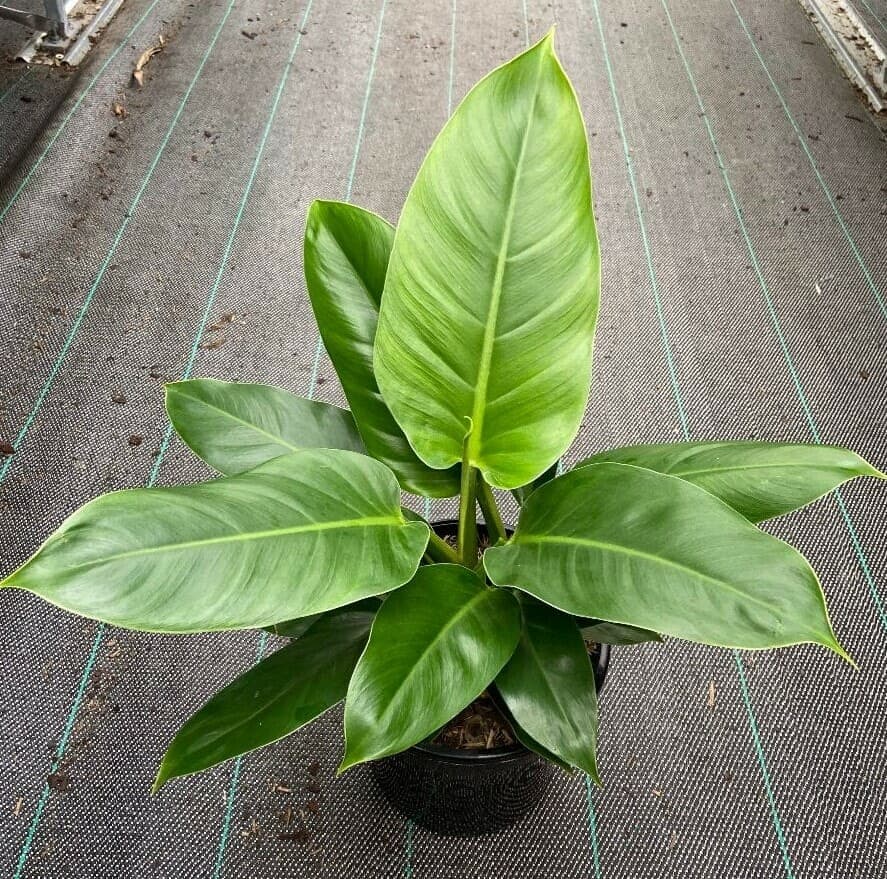 Philodendron trailing plant for shelves and desks