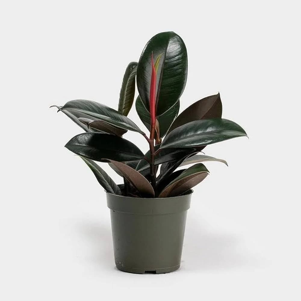 Rubber Plant glossy foliage for office desks