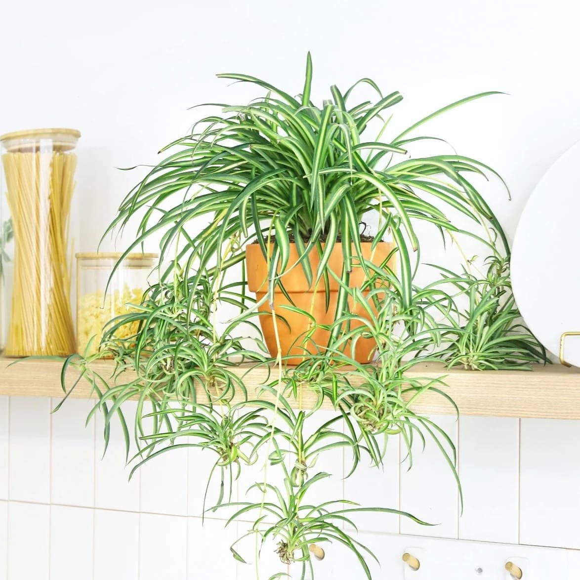 Spider Plant cascading greenery for hanging baskets