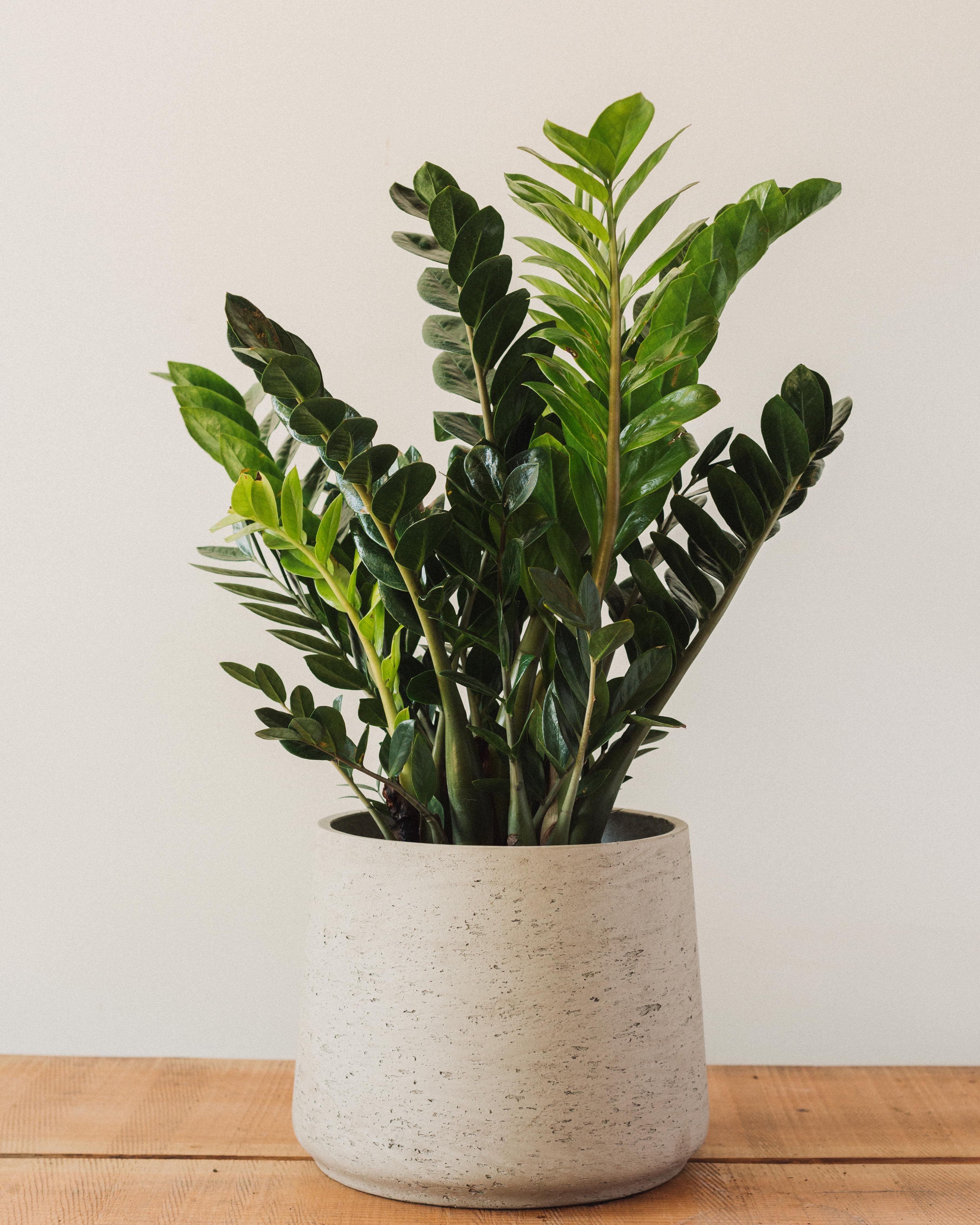 ZZ Plant resilient office greenery for low light