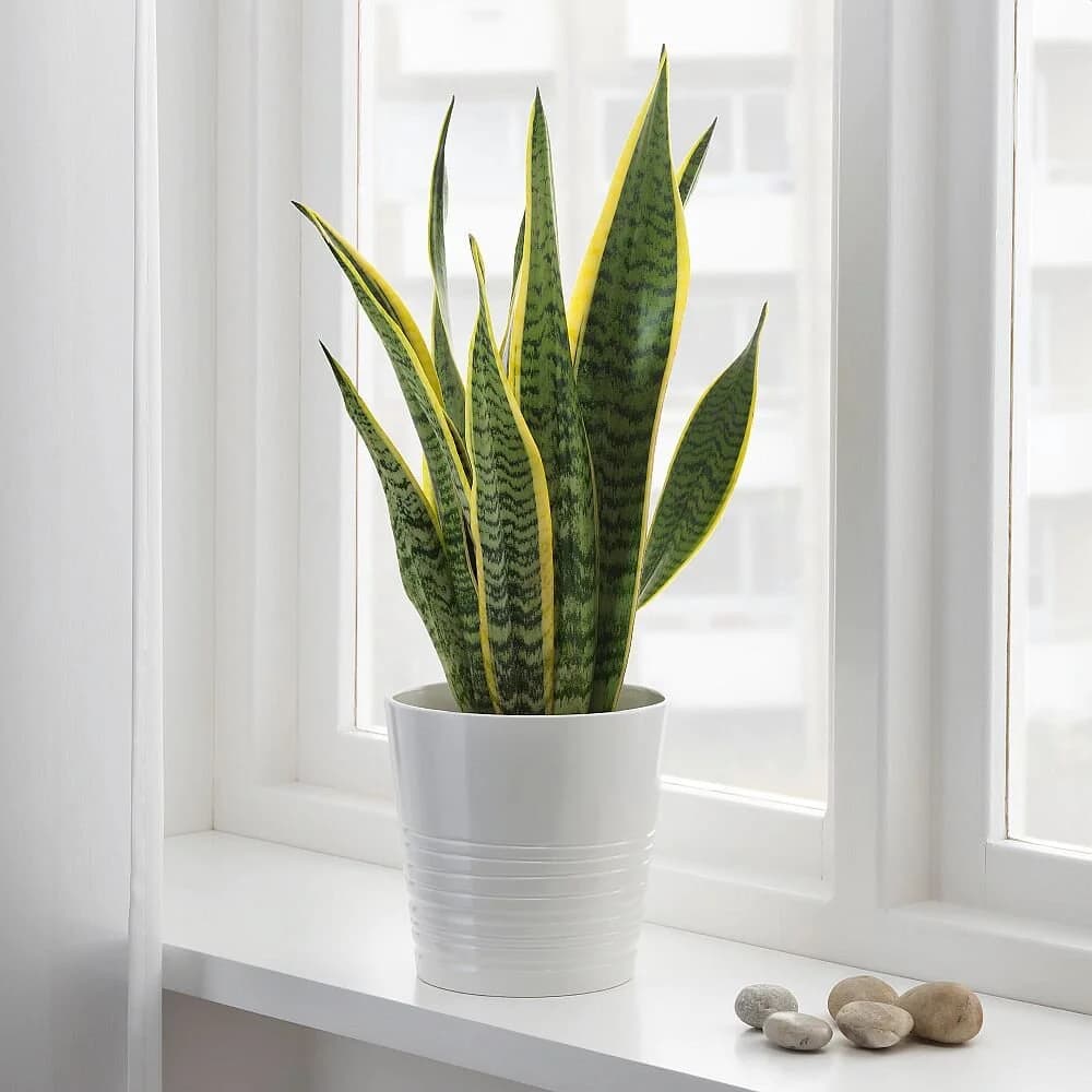Snake plant on a bright windowsill, a practical air-purifying plant for Nepal homes