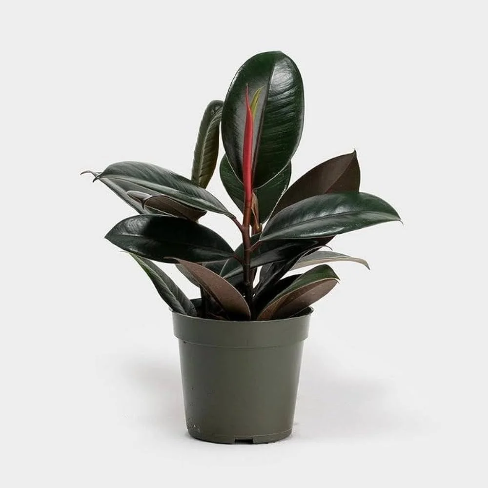 Rubber Plant (Black)