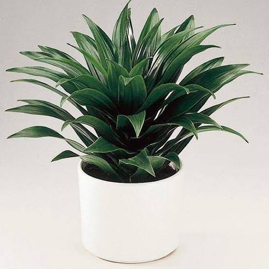 Dracaena Janet Craig