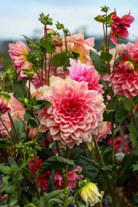 Dahlia (Lahure)