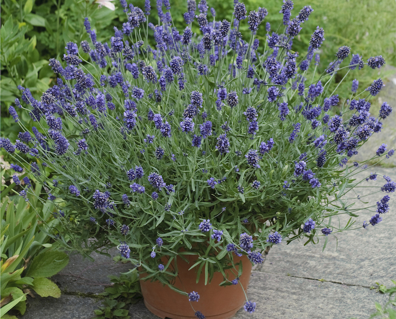 Lavender