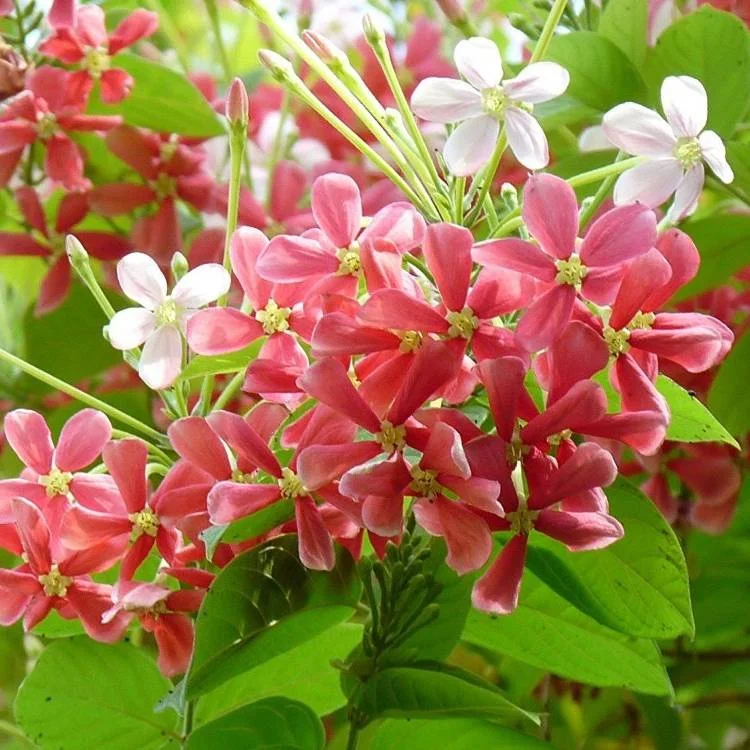 Madhu Malati