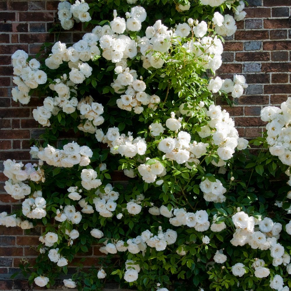 Climbing Rose