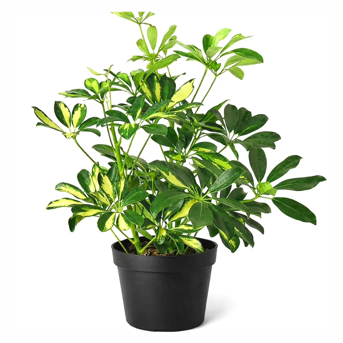 Schefflera 'Variegated'