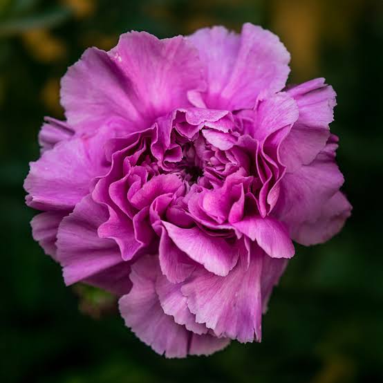 Carnation