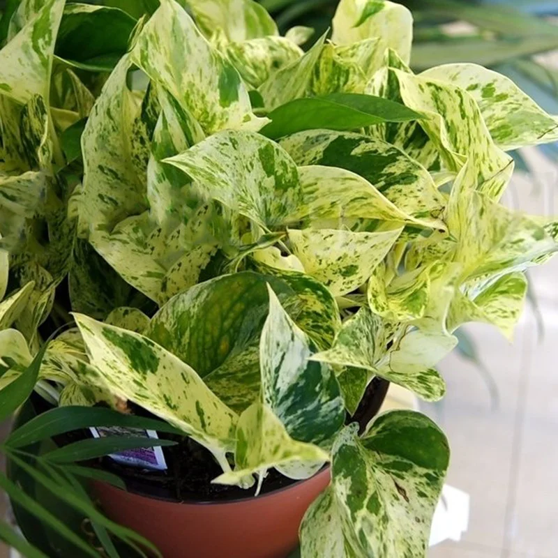 Money Plant (Marble)
