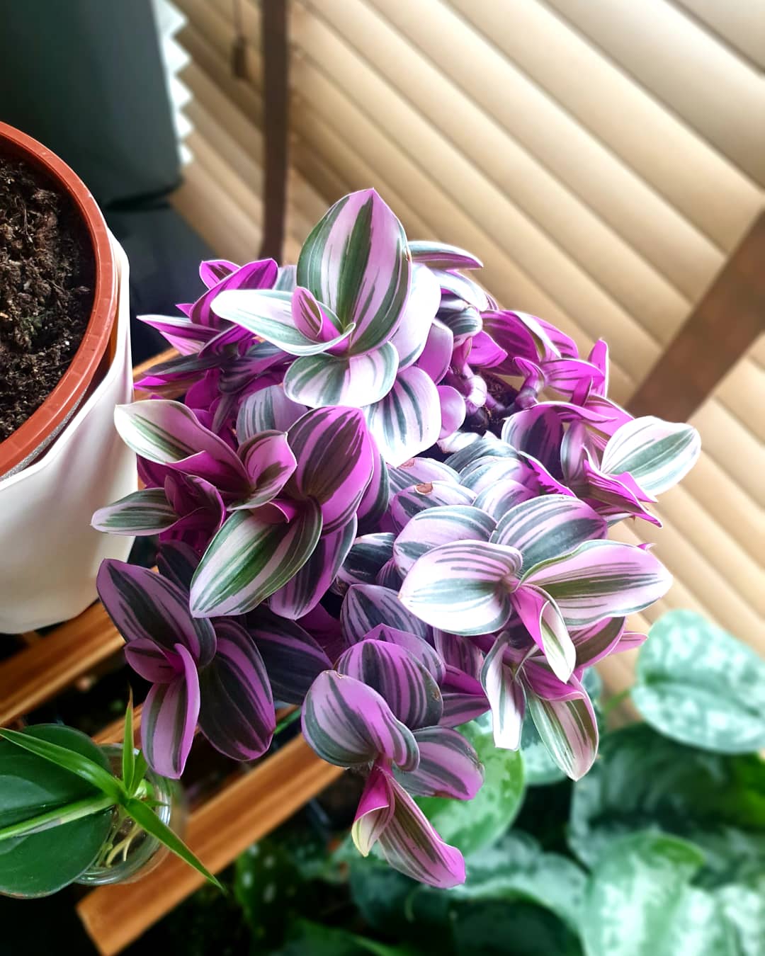 Tradescantia (Wandering Jew)