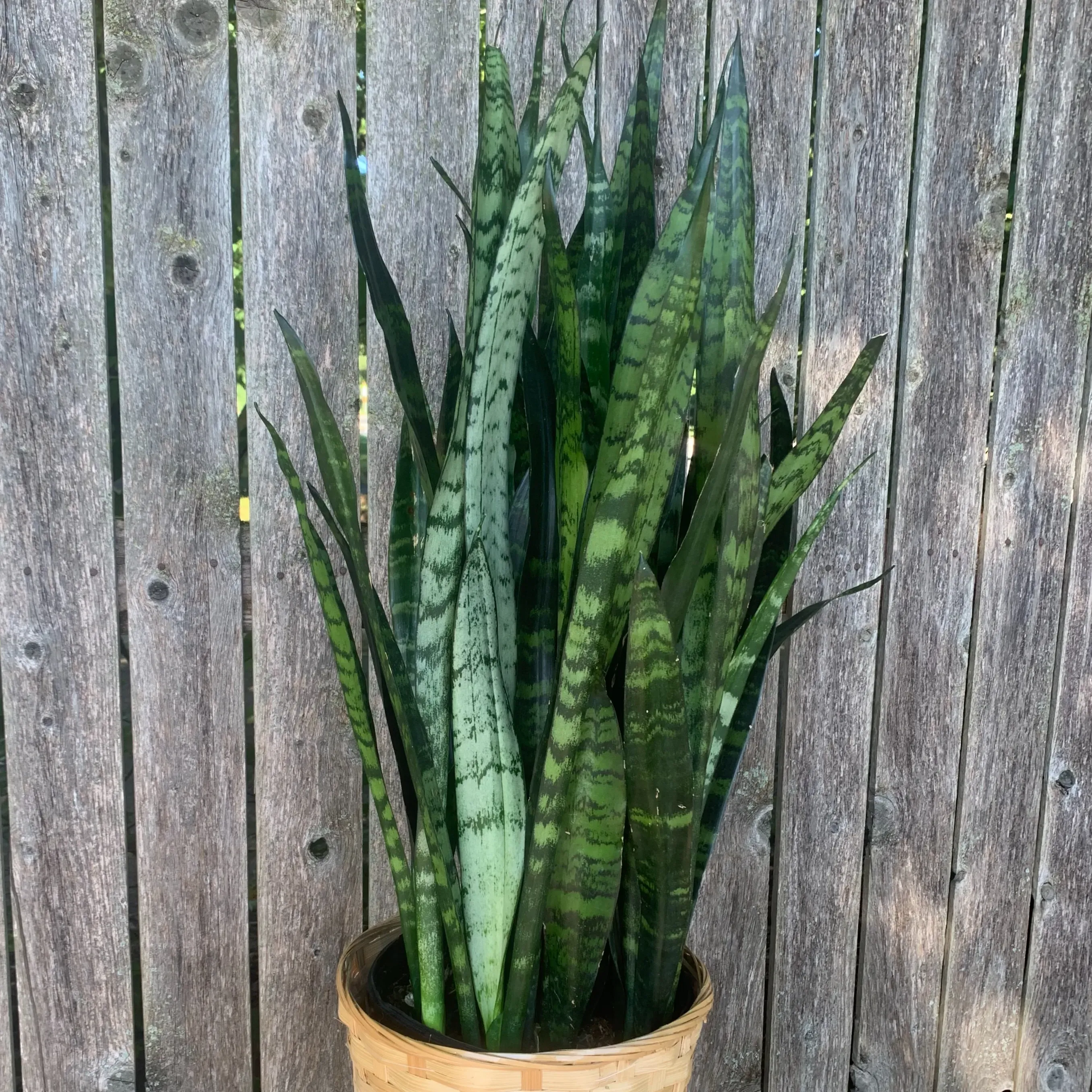 Snake Plant
