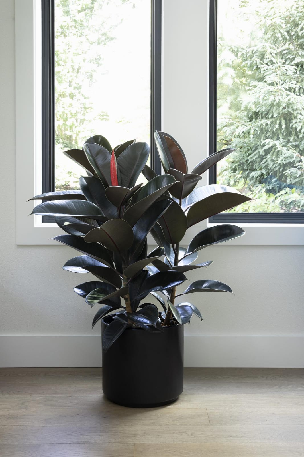 Rubber Plant (Black)