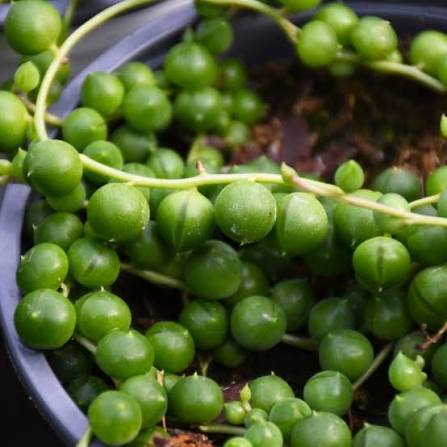 String of Pearls