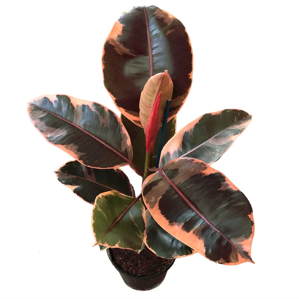 Rubber Plant (Ruby)