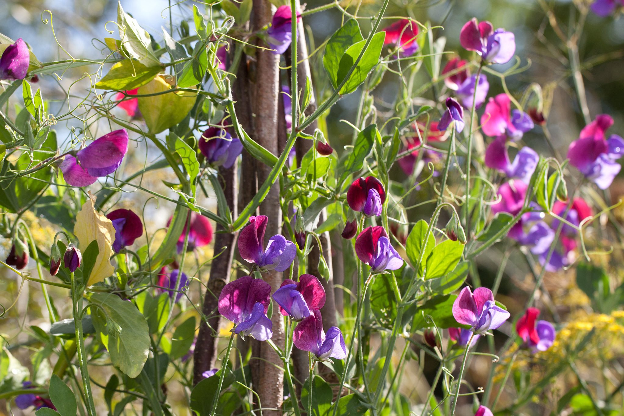 Sweet Pea