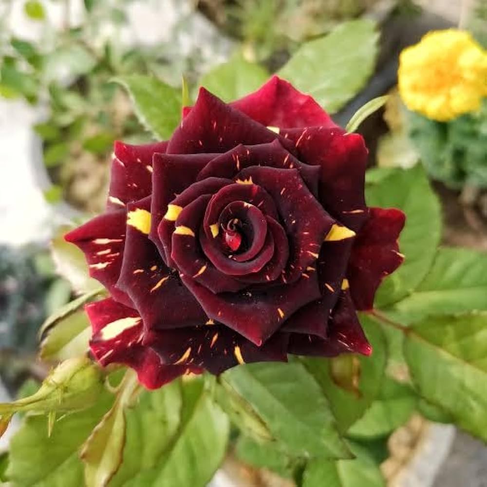 Tiger Rose