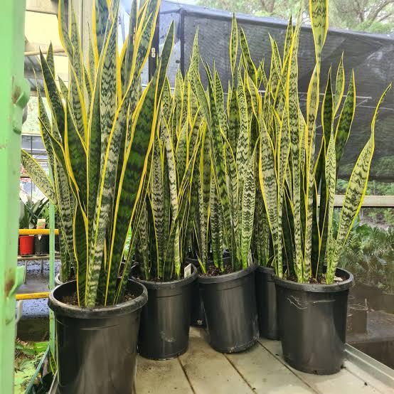 Snake Plant (Variegated)
