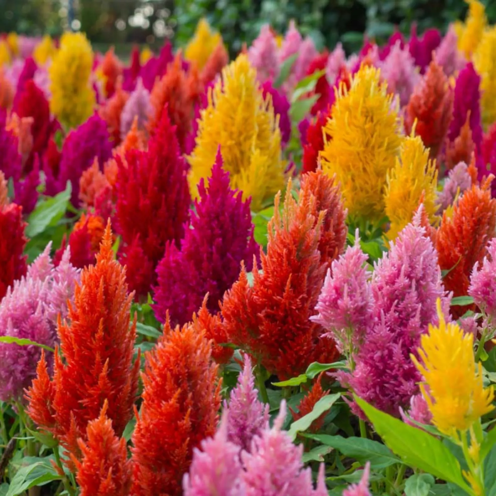 Celosia