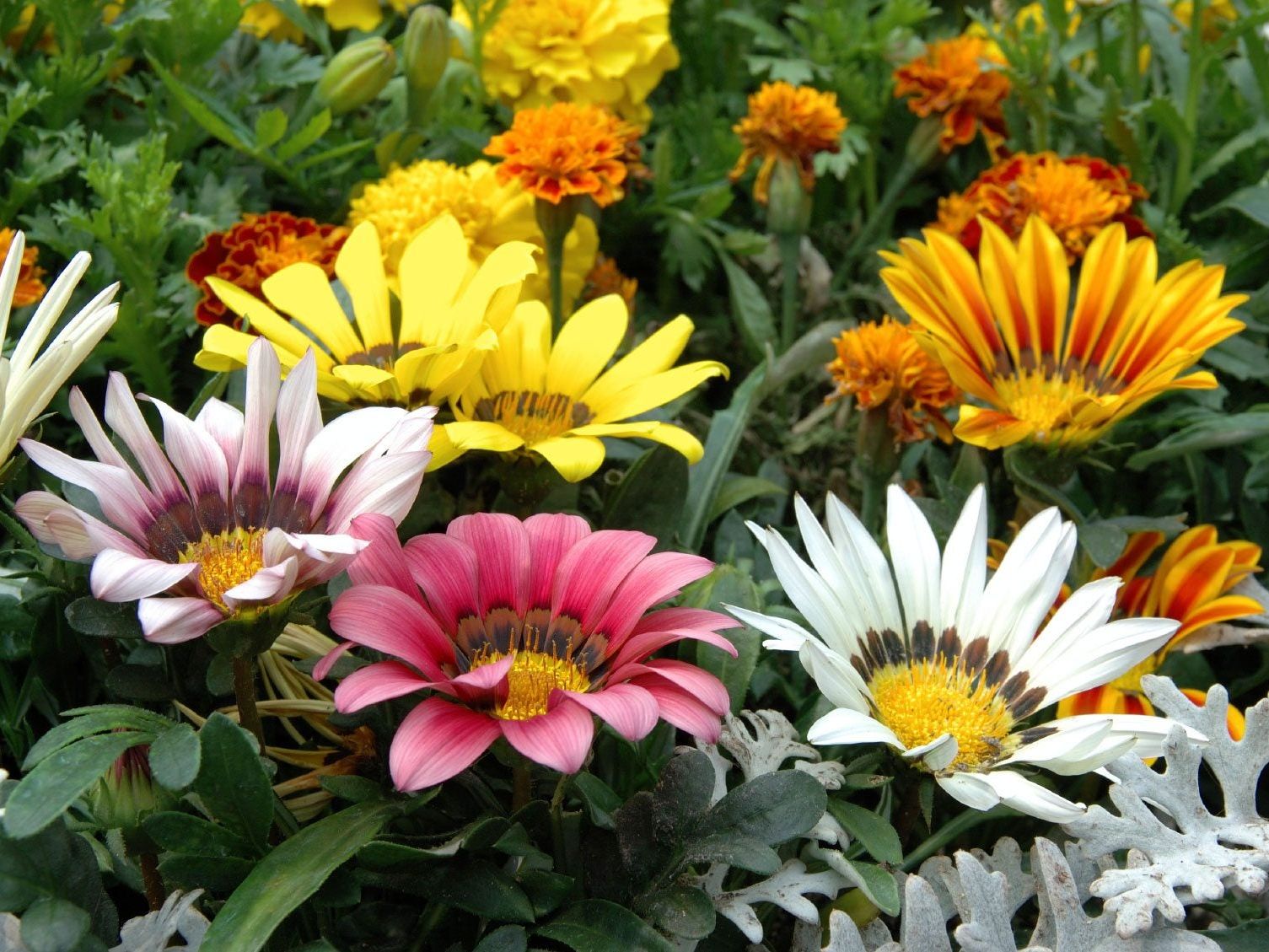 Gazania