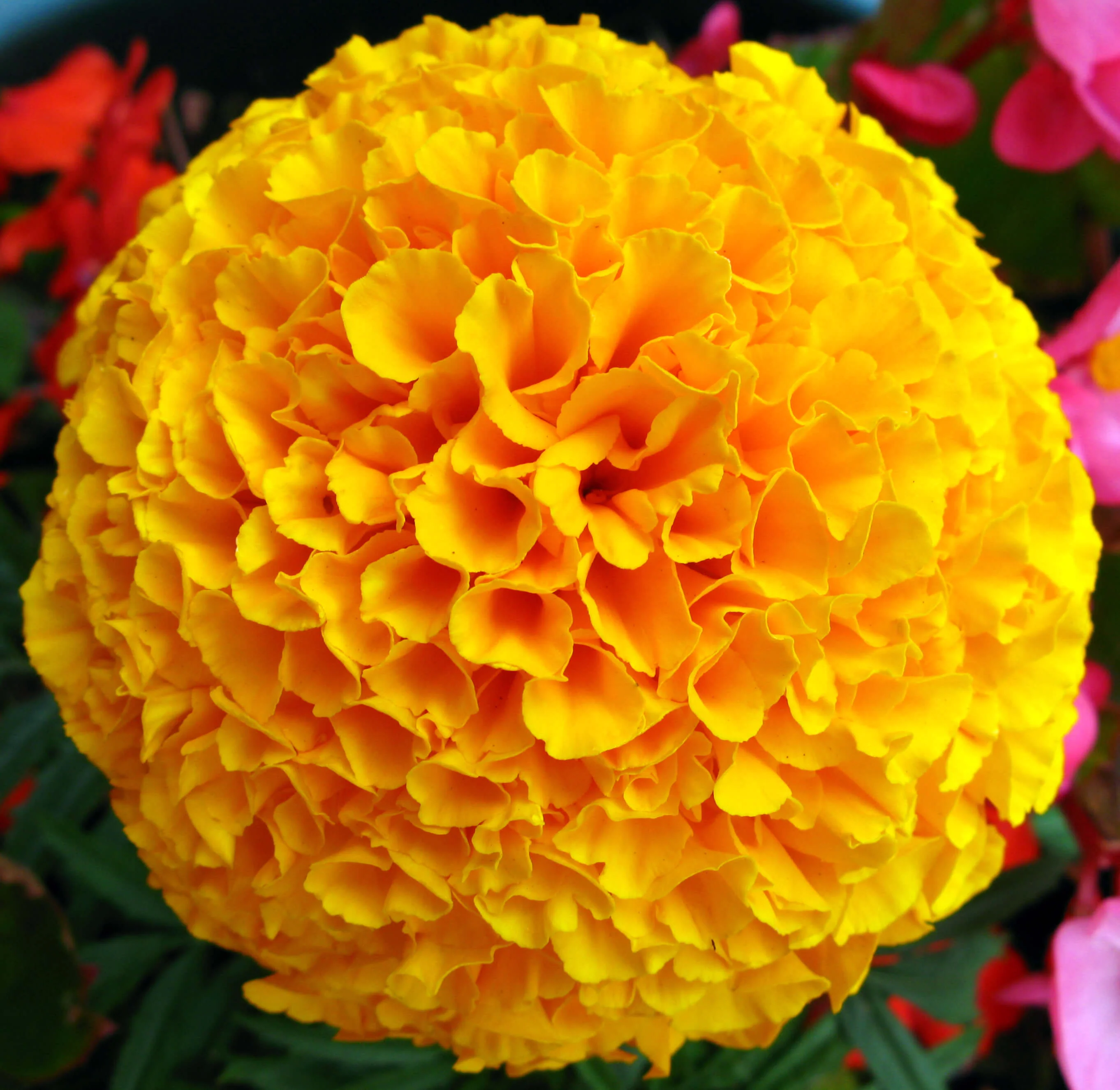Sayapatri (Marigold)
