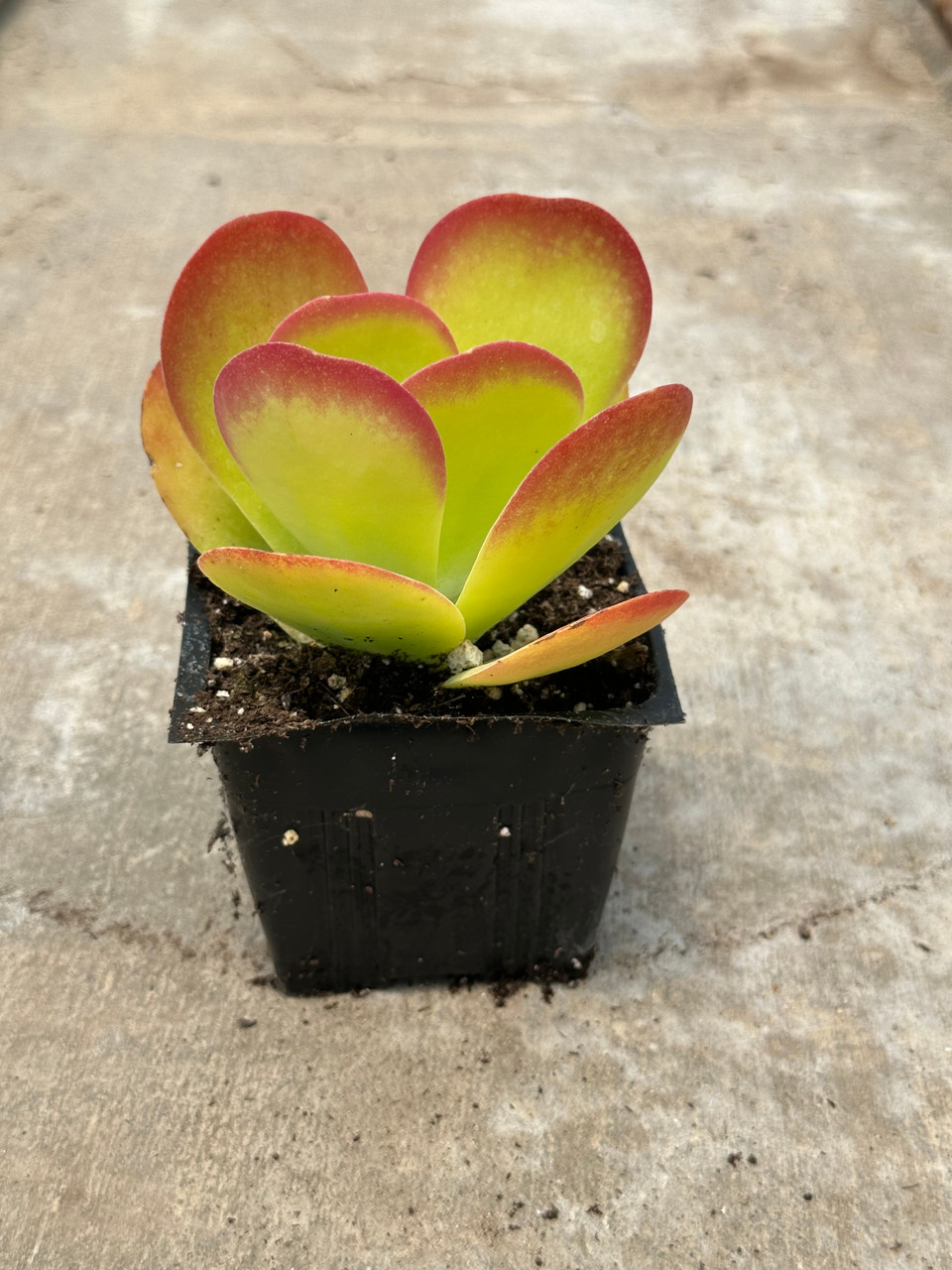 Paddle Plant (Kalanchoe luciae)