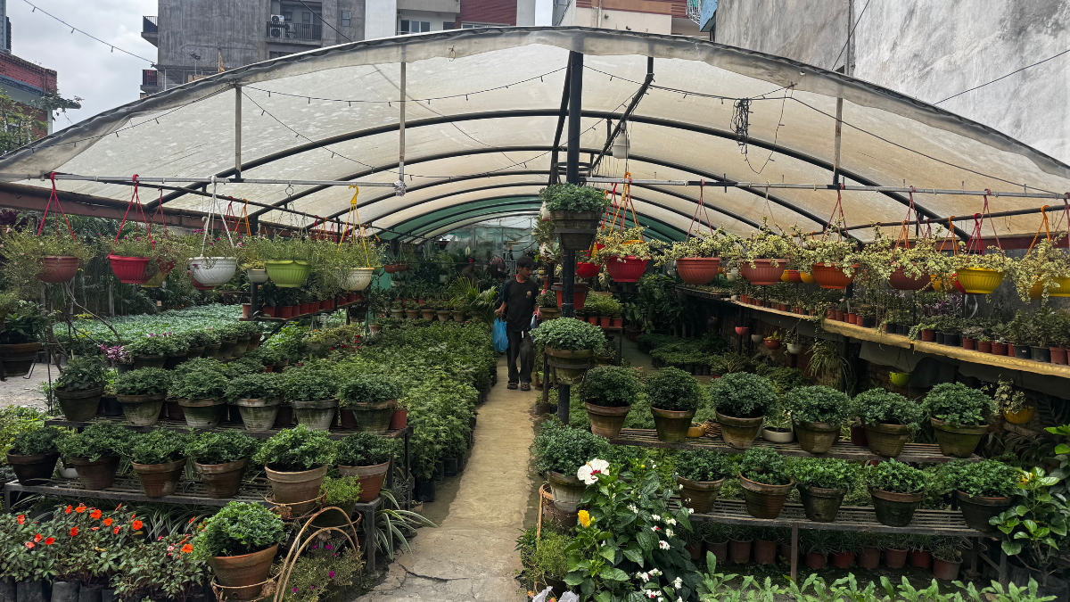 Milan Nursery — Branch 1