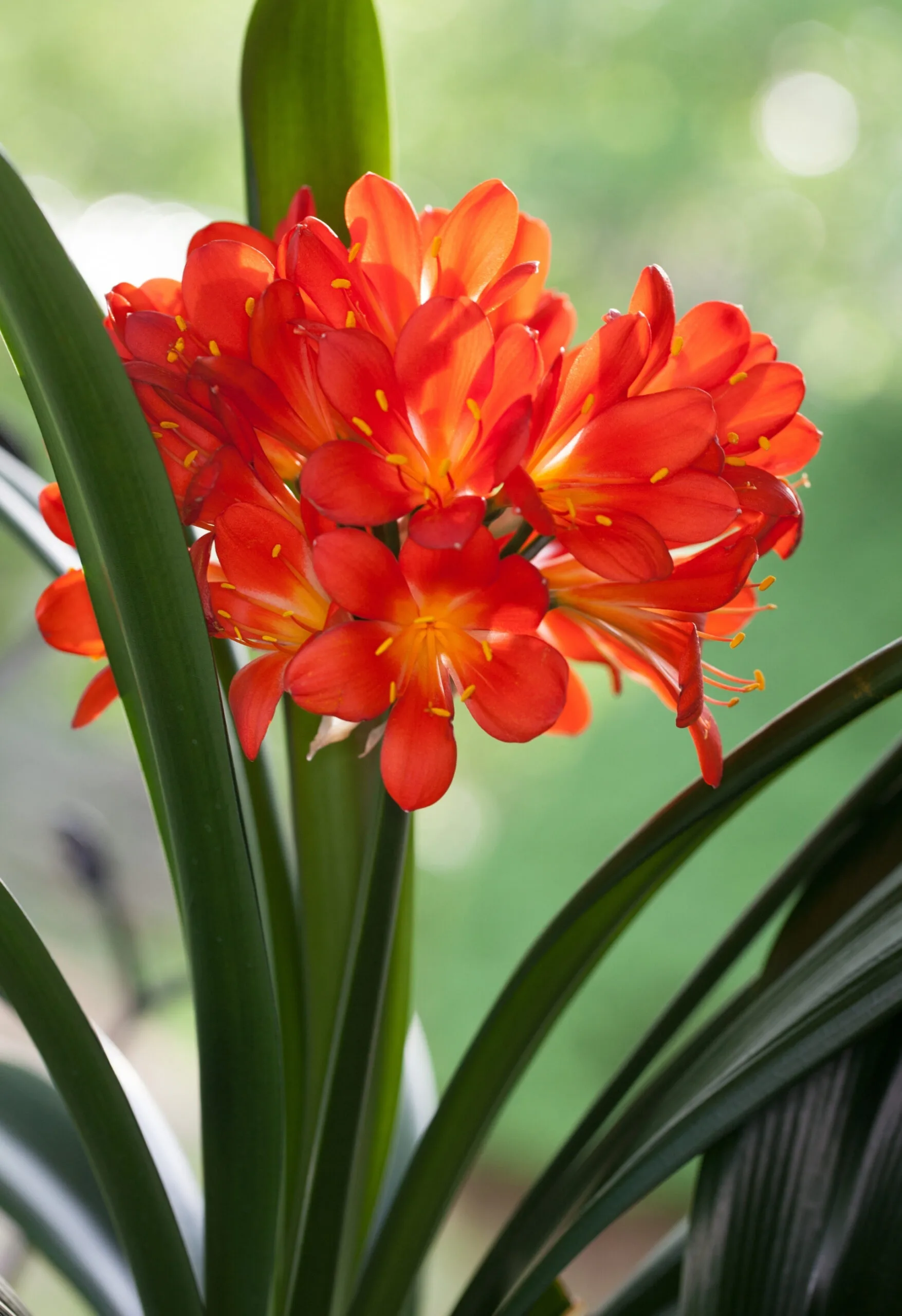 Clivia