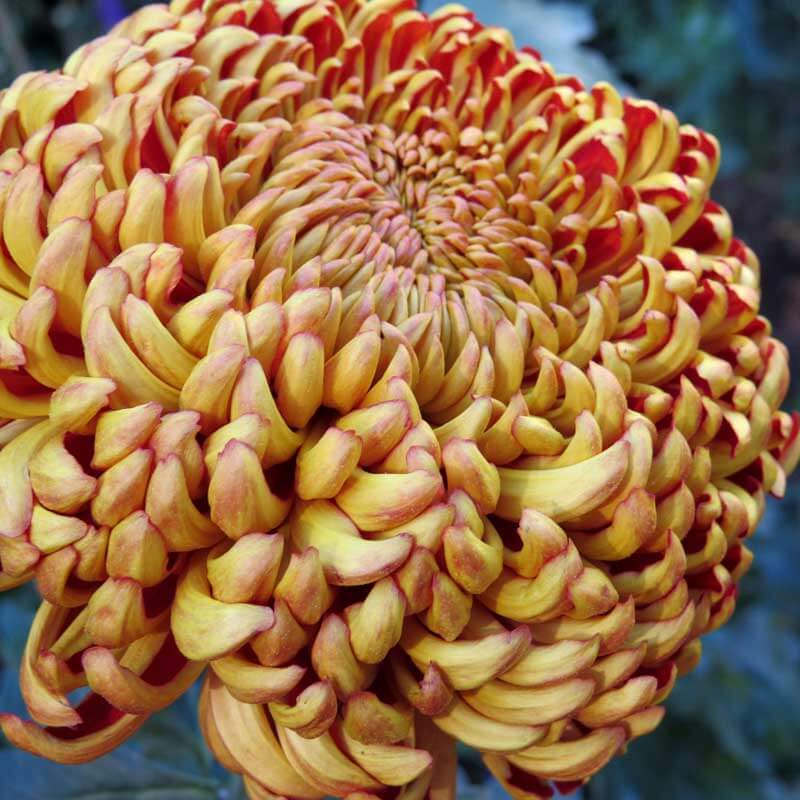 Irregular Incurve Godawari (Chrysanthemum)