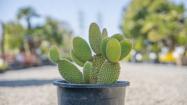 Bunny Ear Cactus
