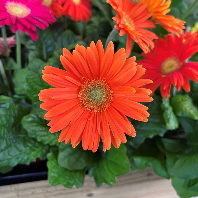 Gerbera