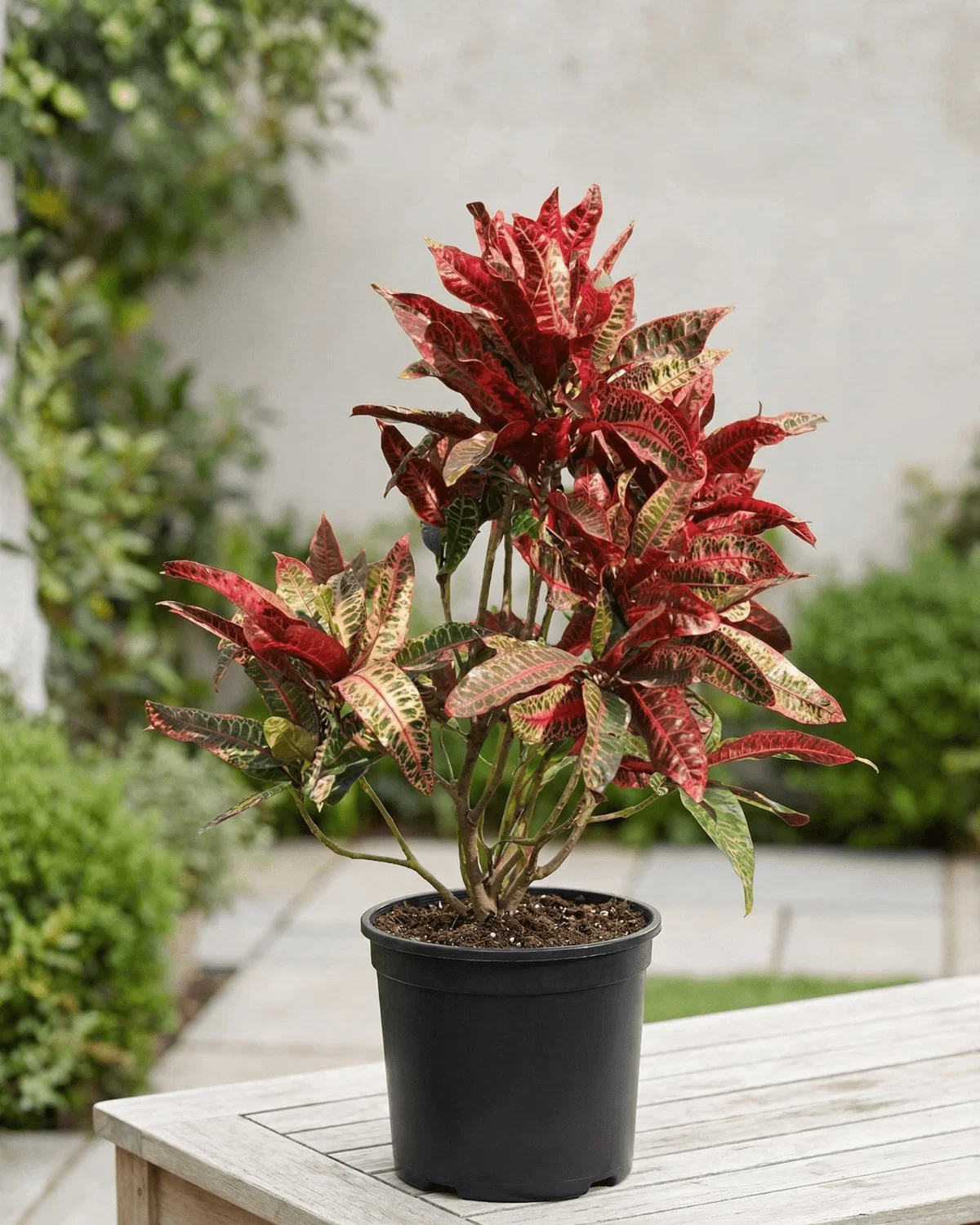 Croton