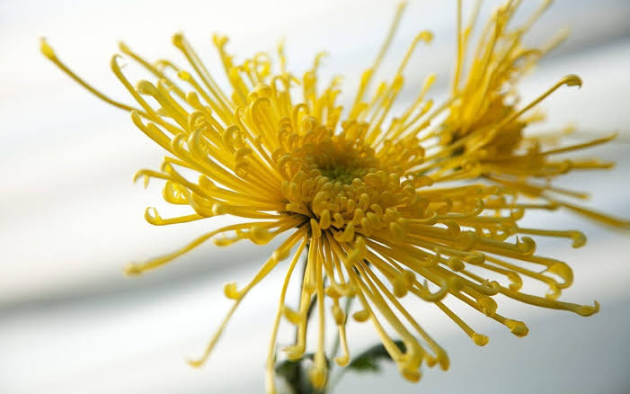 Spider Godawari (Chrysanthemum)
