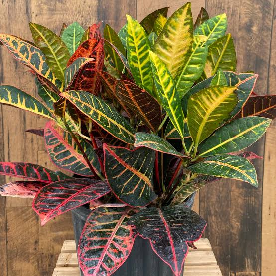 Croton