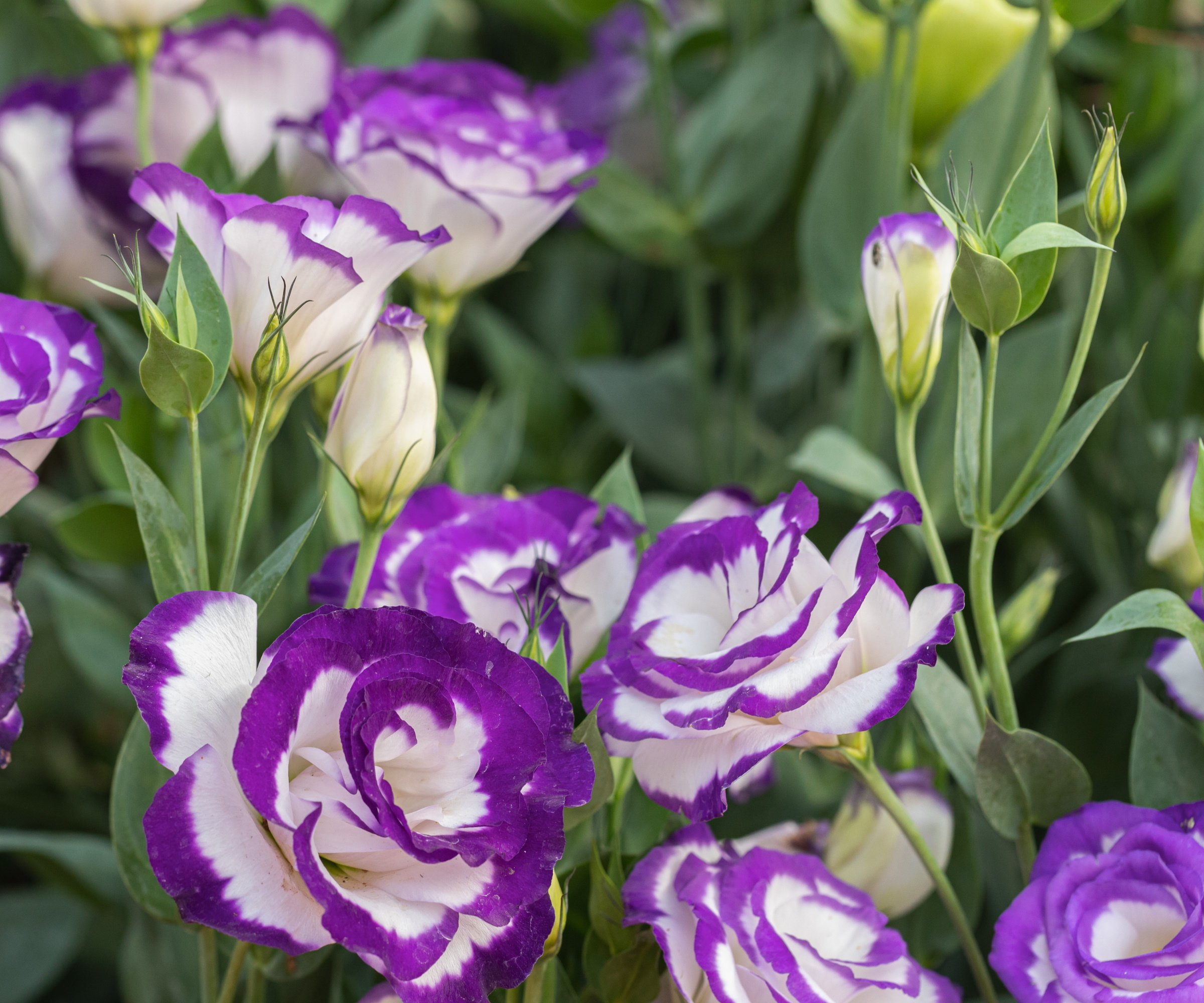 Lisianthus