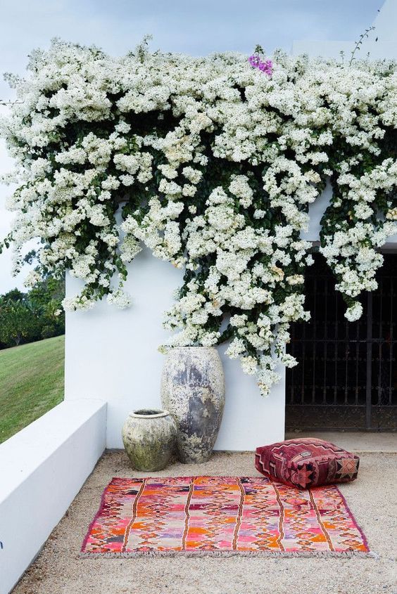 Bougainvillea