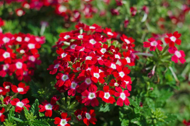 Verbena